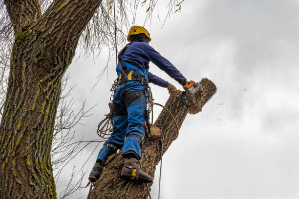 Best Professional Tree Care  in Sudan, TX